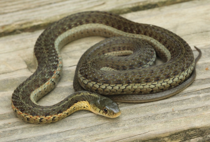 Eastern Garter Snake